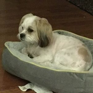 Meet your Posher, Shelley